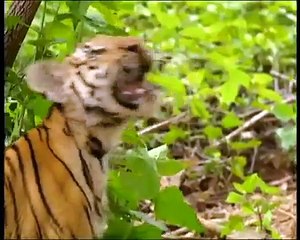 Monkey taunts  tiger cub - very funny