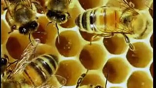 Bal Arıları Petekleri Neden Altıgen Şeklinde Yaparlar