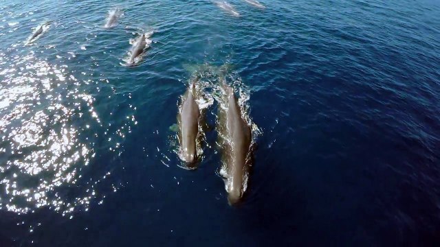 GoPro_ Rare Sperm Whale Sighting in 4K