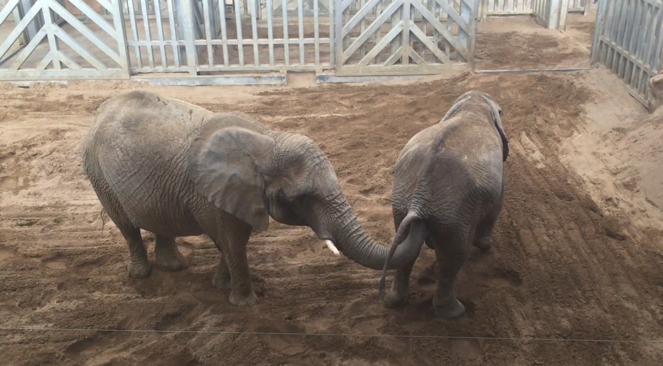 Curious Elephants Present an Amusing Scene