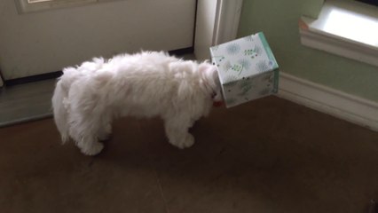 Ce chien a la tête du coupable... Vilain toutou!