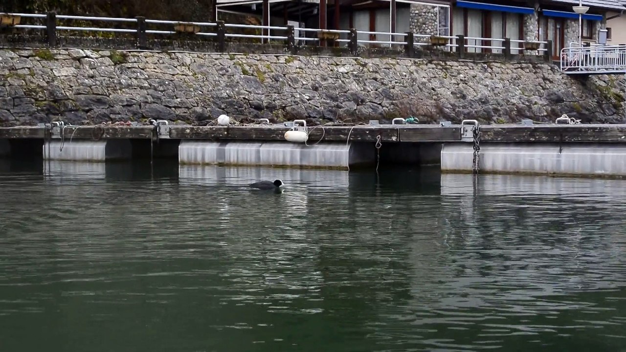 Foulque macroule dans le Port de Châtillon à Chindrieux