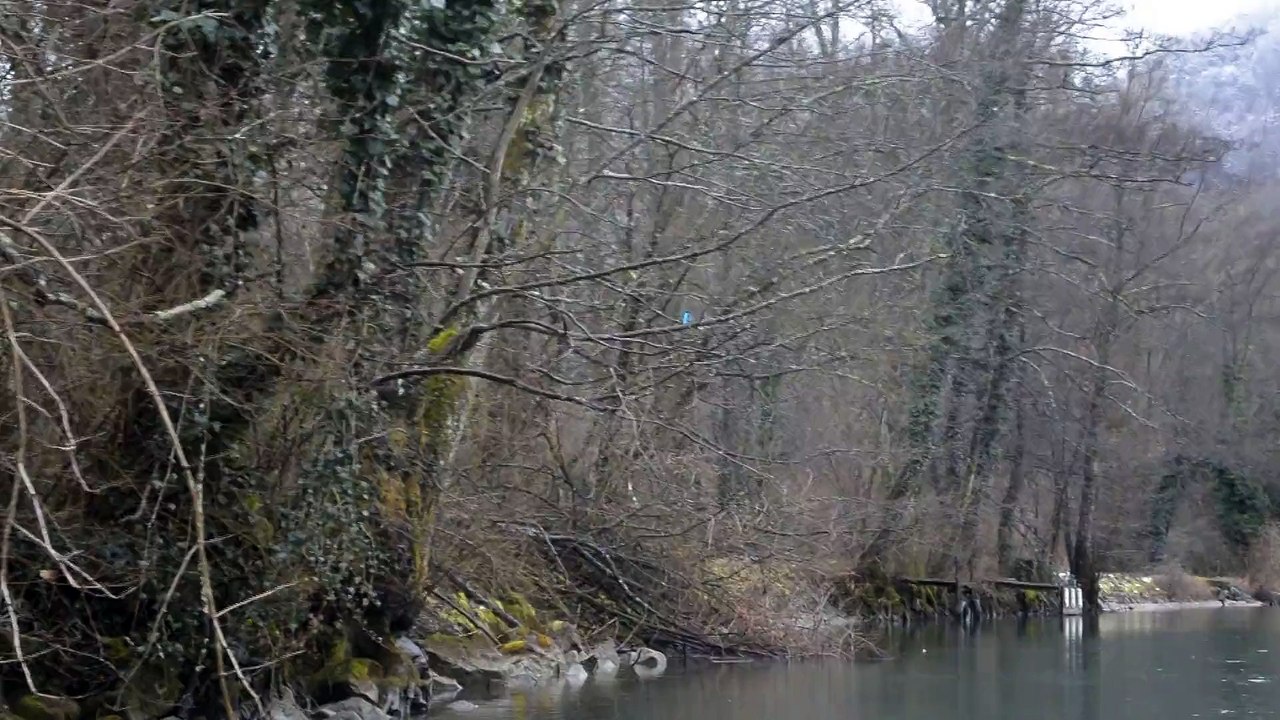 Martin pêcheur sur le canal de Savières en hiver (1)