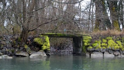 Martin pêcheur sur le canal de Savière (2)
