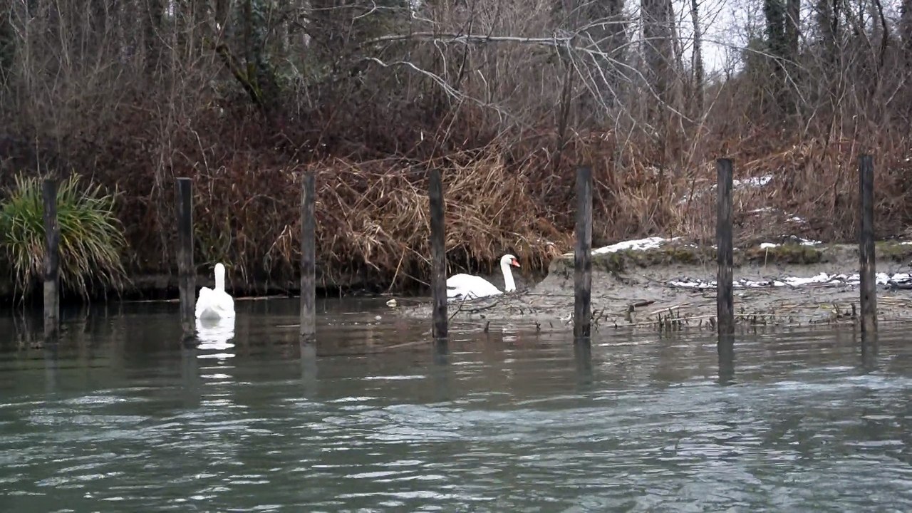 Cygnes sur le canal de Savières