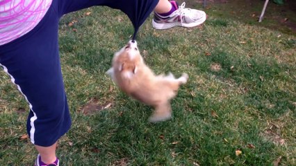 Puppy Spins while holding onto pant