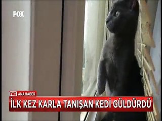 İlk Kez karla tanışan kedinin güldüren mücadelesi
