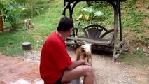 Monkey taunts dog - very funny