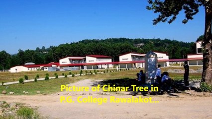 Transplantation of Chinar Trees in PGC Rawalakot
