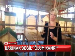 Antalya'da Barınaktaki bu köpeklerin perişan görüntüleri yürek dağladı
