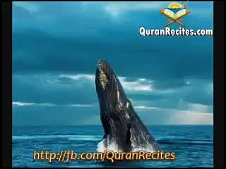 Hazrat Suleman A.S Waqia by Maulana Tariq Jameel