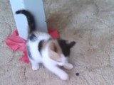 Adorable kitten doesn't trust blueberry