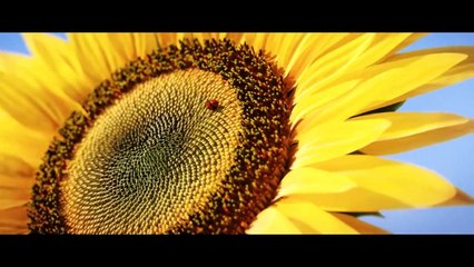 Trailer - Mass Effect 3: Take Earth Back (version longue)