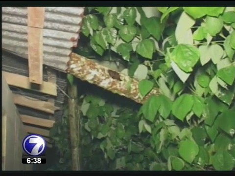 Fuertes vientos en Limón provocan caída de poste y árboles