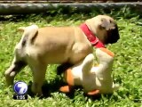 Feria de adopción pretende disminuir número de perros en las calles