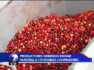 Ganador de la Taza de la Excelencia vendió su café a $3 mil el saco