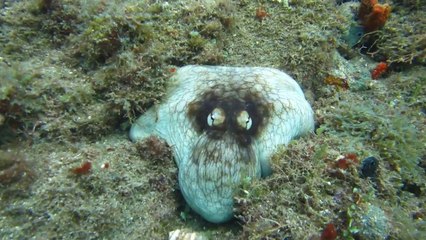 Amazing octopus camoflage