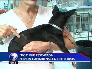 Perra callejera viajará miles de kilómetros para encontrarse con quien le salvó la vida