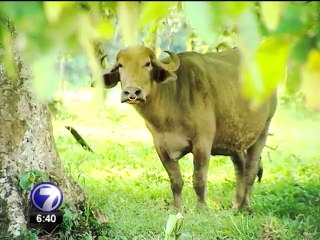 Costa Rica se convierte en territorio de búfalos
