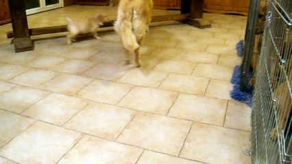 Melle Vichy Parme 6 semaines et demi fille Summer et Iron vidéo 1