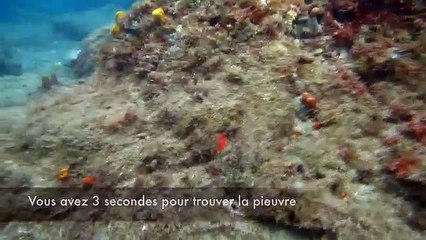 Un plongeur surpris par une pieuvre camouflée