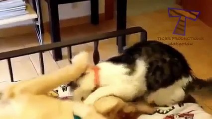 Cute animals waking each other up - Funny animal compilation