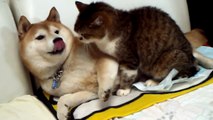 Hachiko dog and cat are friends - very cute !
