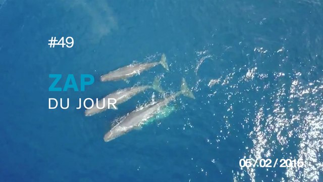 ZAP DU JOUR #49 : Fail en skateboard / L'invention utile du jour / Un idiot en Ferrari / Petit tour en Snowbike /