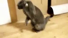 Funny cat stunned - what is it ? ))