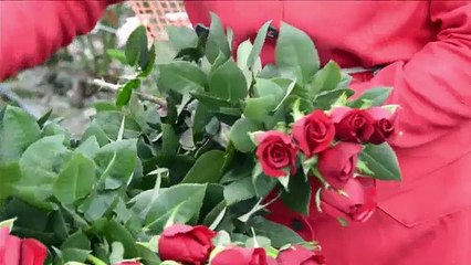 San Valentín: La carrera contrarreloj de las rosas
