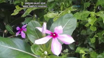 Samsung Galaxy Gear Memographer Camera Sample images and Video