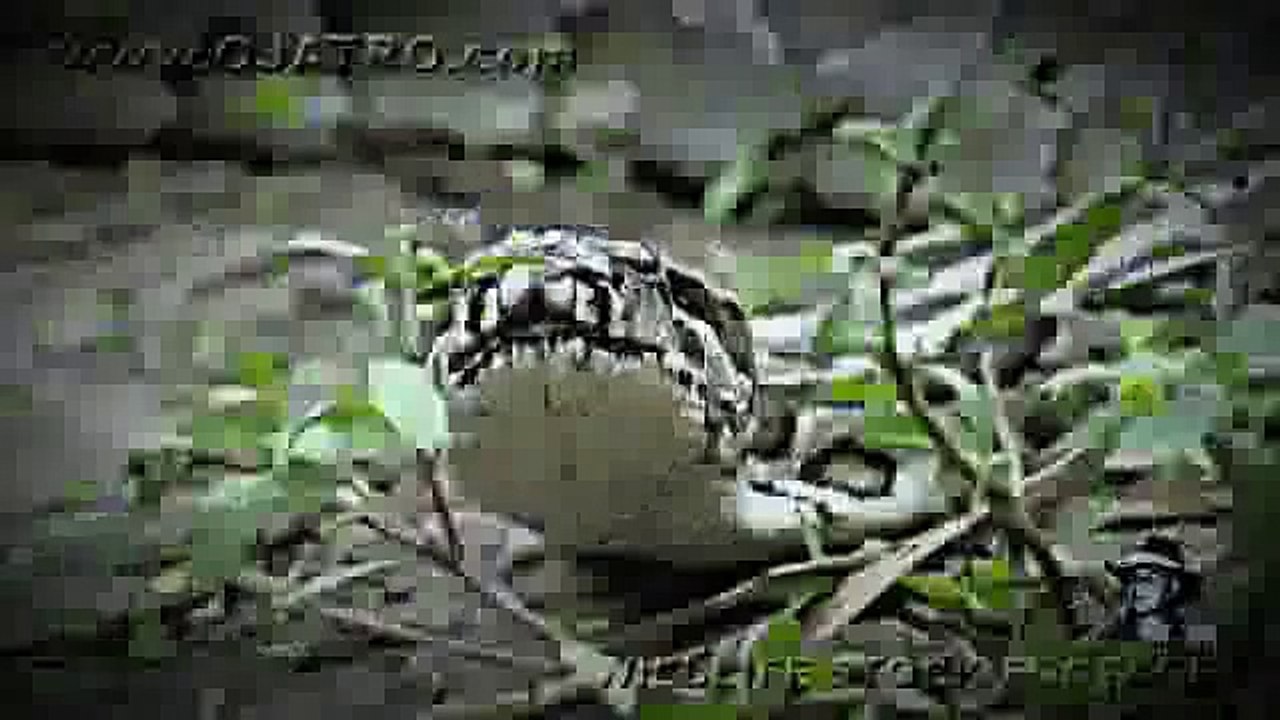 Python vs Alligator 01 -- Real Fight -- Python attacks Alligator ...