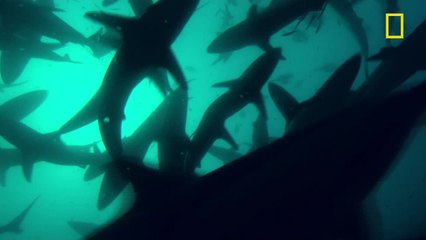 La vie sous-marine dans l'Atlantique Sud [National Geographic]