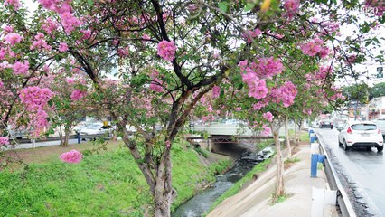 Coloridos resedás transformam cenário na Avenida Orosimbo Maia
