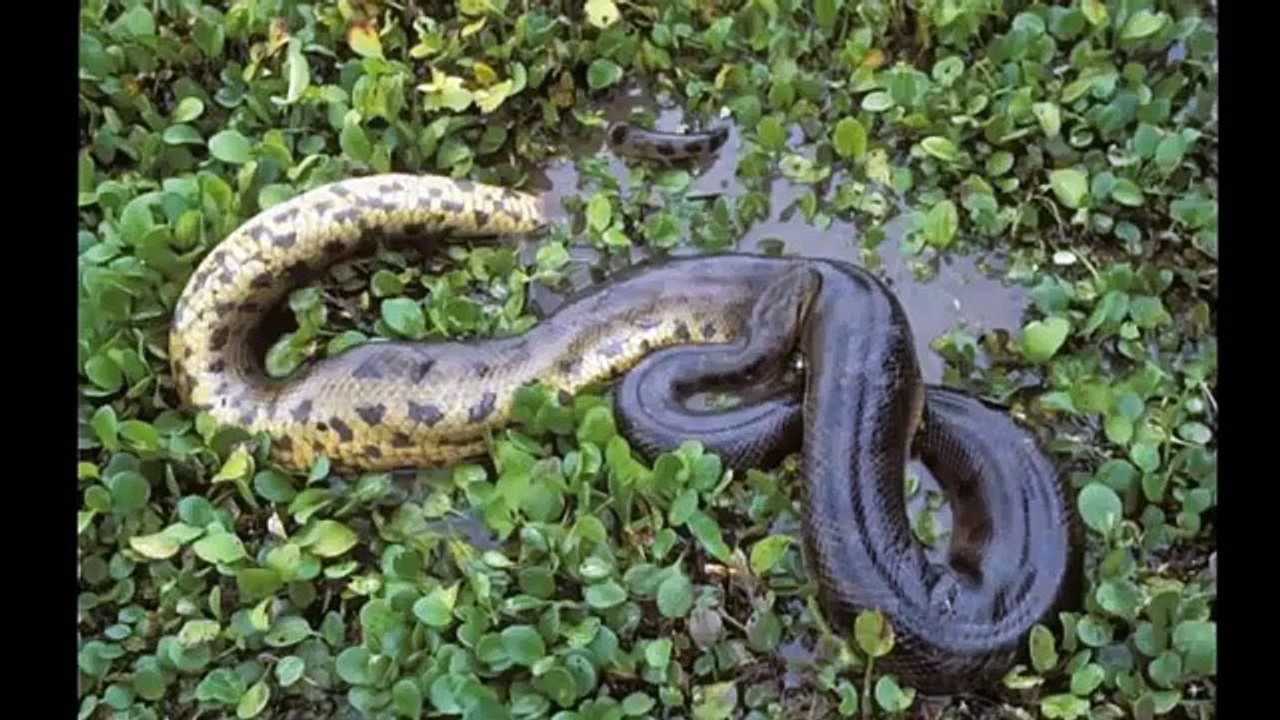 The World Biggest Snake !!!