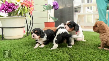 Getting 5 Cavalier Puppies To Sit Still Is Impossible! - Puppy Love