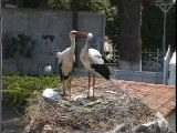 Nesting Storks & Chicks, Selcuk, Turkey