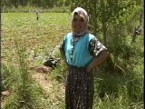 Women Farm Workers, Turkey