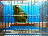 Parrot Reciting Quran Majeed - Subhan Allah Free Video Download Dailymotion