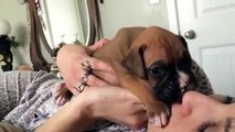 3 week old boxer puppy trying to howl