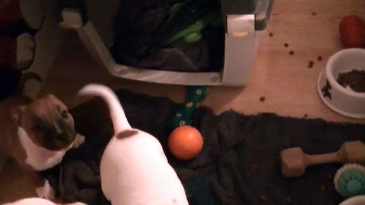 105ème vidéo de chiot staffie de la 18ème portée de Staffordland