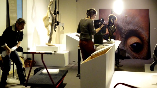 Sur la piste des Grands Singes, making of de l’exposition