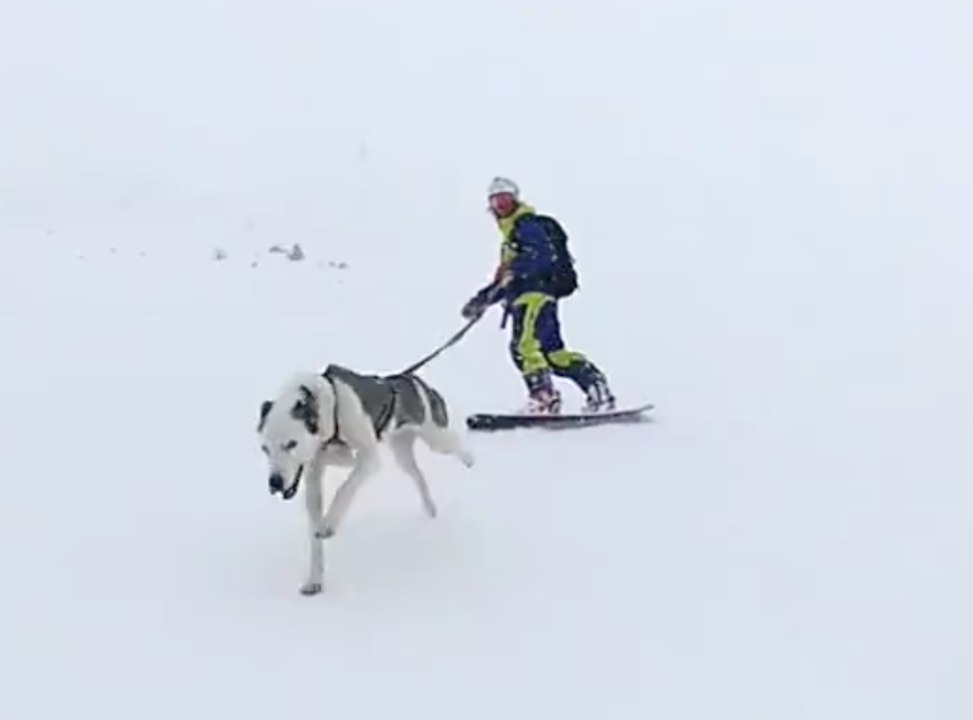 Dog snowboarding - Vidéo Dailymotion