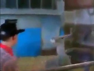 Watch Boxing Between A Kangro And Man