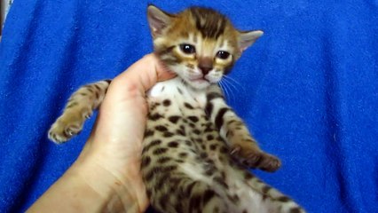 Бенгальский котик №3