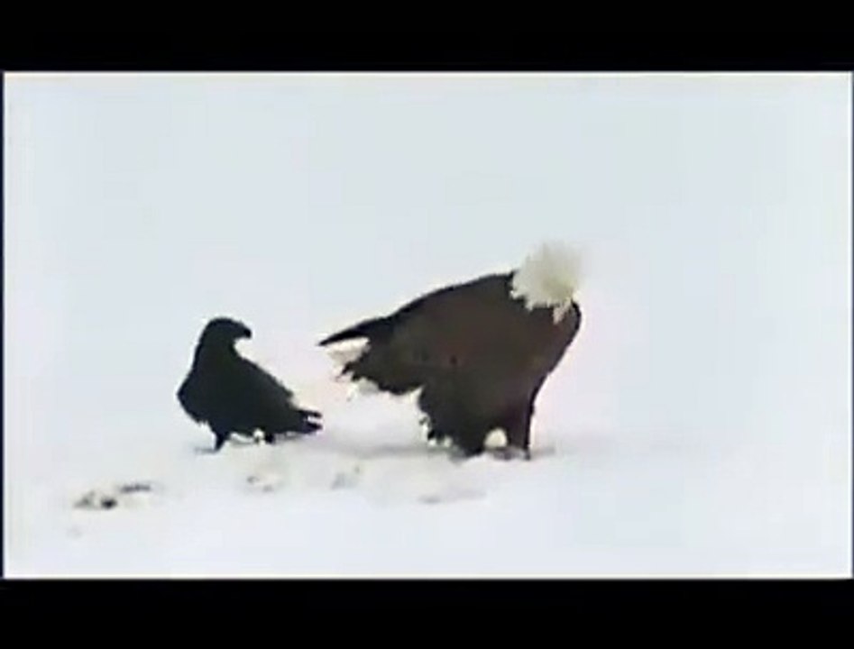 Karga ve Kartal