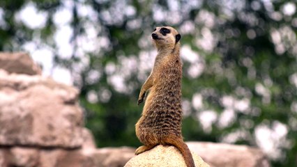 #SevgililikZor zanaat. Siz yalnızlığınızın tadını çıkarın, CardFinans’tan sürpriz hediyeler size gelsin!