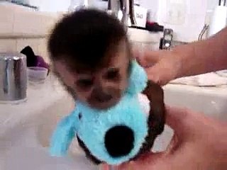 baby monkey nala gets a bath