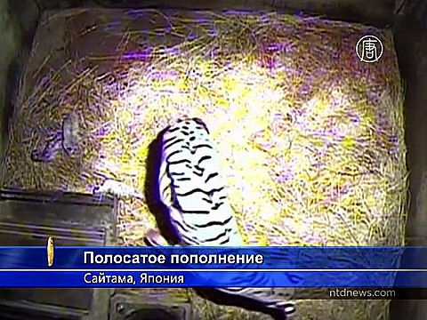 Четыре белых тигрёнка появились на свет в зоопарке Японии