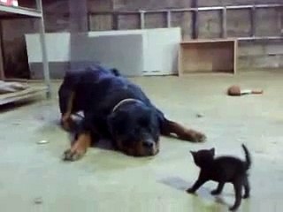 Brave Kitten Stands Up to Dog